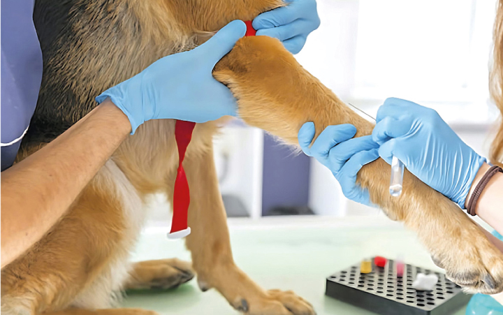 Bioquímica Sanguínea veterinaria