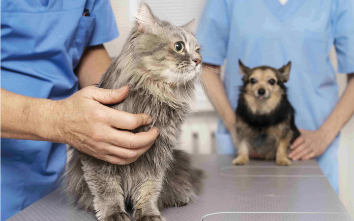 Consulta de Nefrología para perros y gatos mascotas veterinarias Quito atención 24 horas