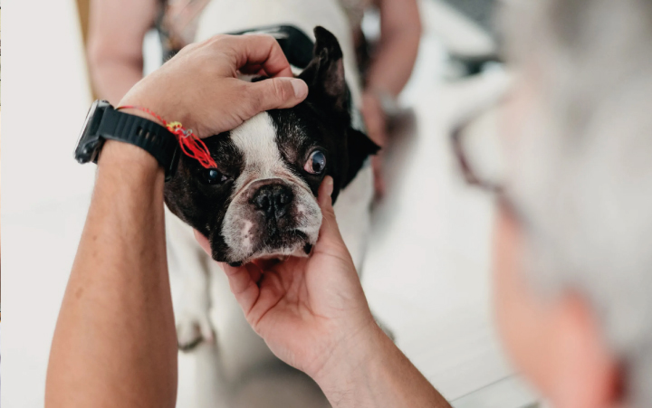 Electrorretinografía veterinaria