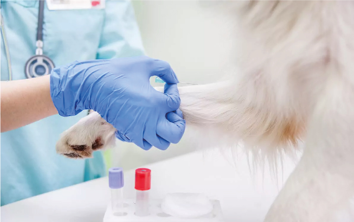Hematología​ veterinaria