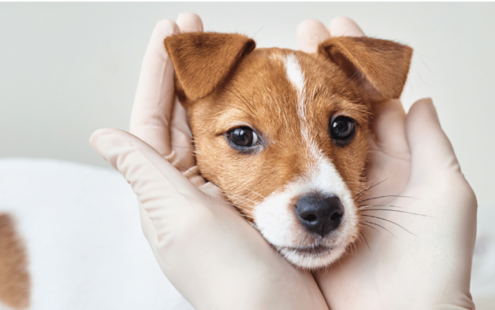 Hospital cuidados intermedios perros