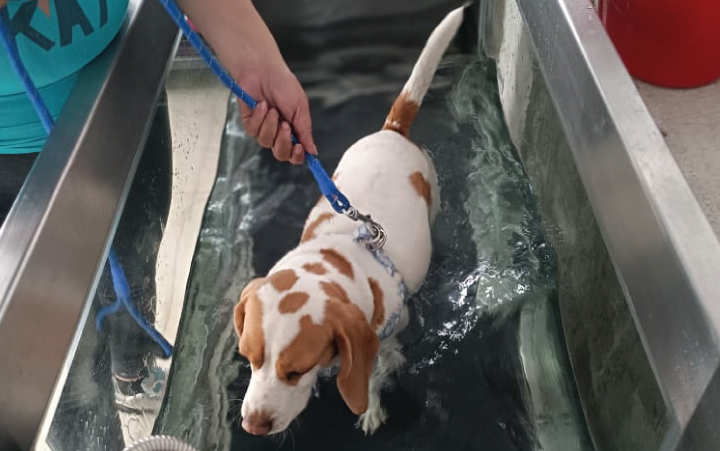 Terapia en caminadora acuática​