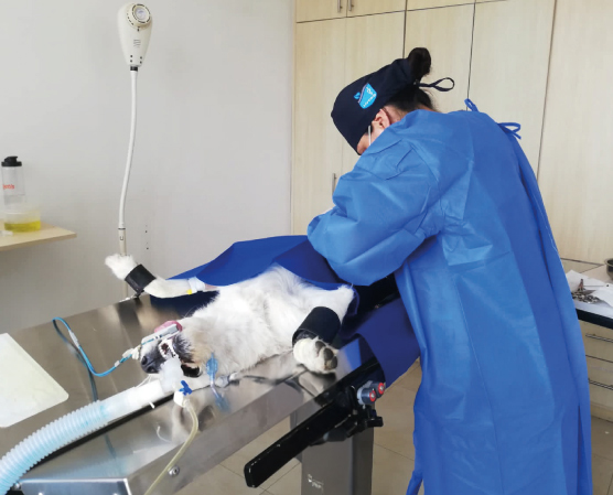 Cirugía de tejidos blandos para mascotas perros y gatos