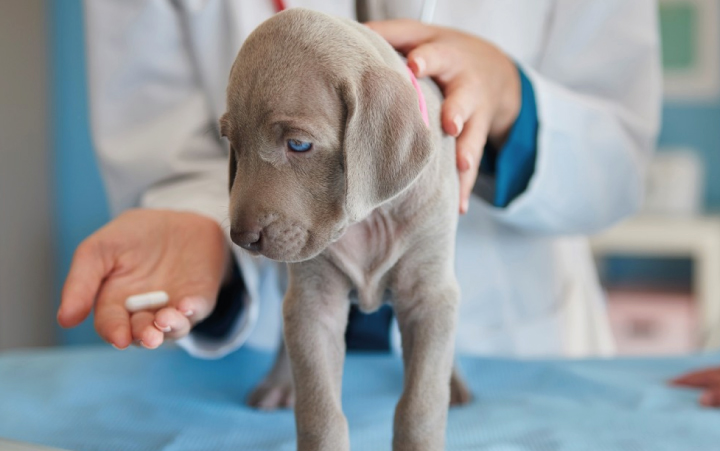 Consulta de parasitología para perros y gatos Veterinaria Quito atención 24 horas