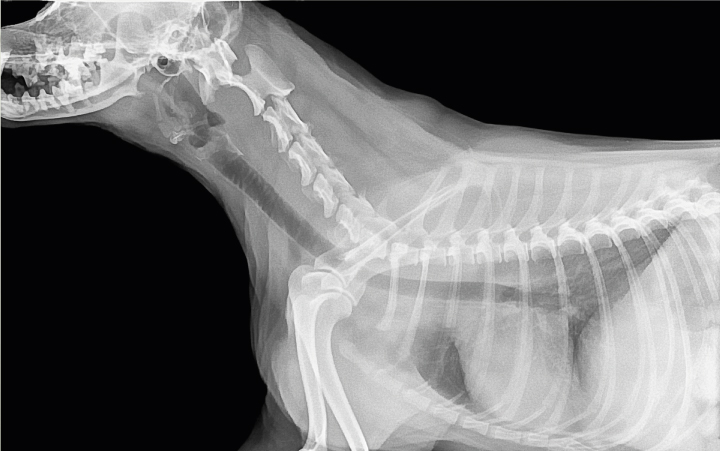 Un estudio radiográfico con contraste es una técnica avanzada de imagenología utilizada para obtener una visión más detallada de las estructuras internas de su mascota.