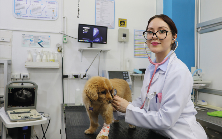Emergencias y urgencias veterinarias las 24 horas en Quito para perros y gatos