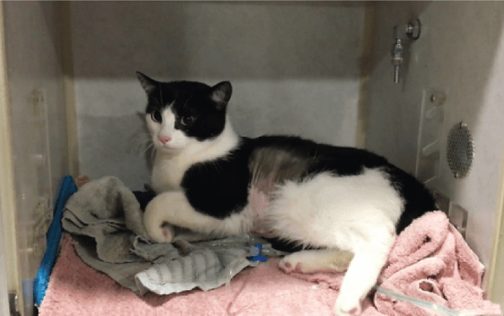 hospital 24 horas gatos