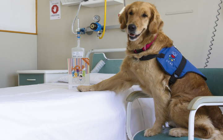 Hospital del dia de perrosHospital del día de perros, un lugar donde los ladridos se convierten en risas y las colas que se agitan cuentan historias de amor y cuidado. E