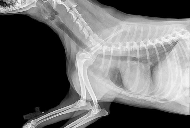 radiografia simples de mascotas rayos x para perros y gatos