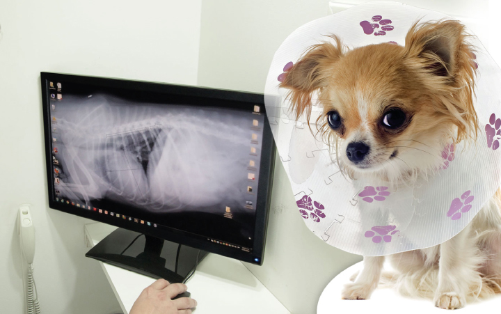 Rayos x veterinaria radiología en Quito atención 24 horas para perros y gatos